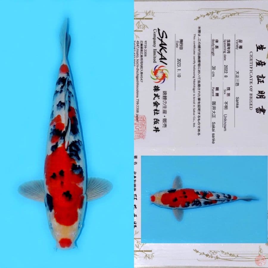 SAKAI SANDAN SANKE SQ 38CM