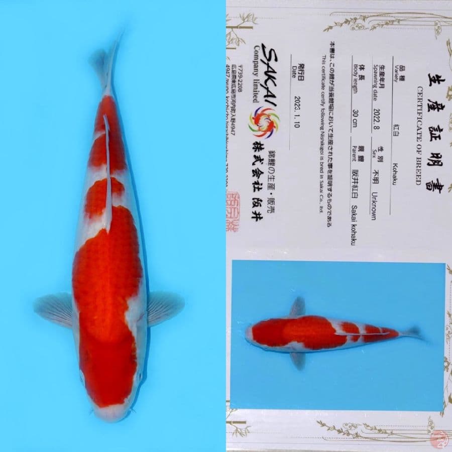 SAKAI SANDAN KOHAKU SQ 38CM