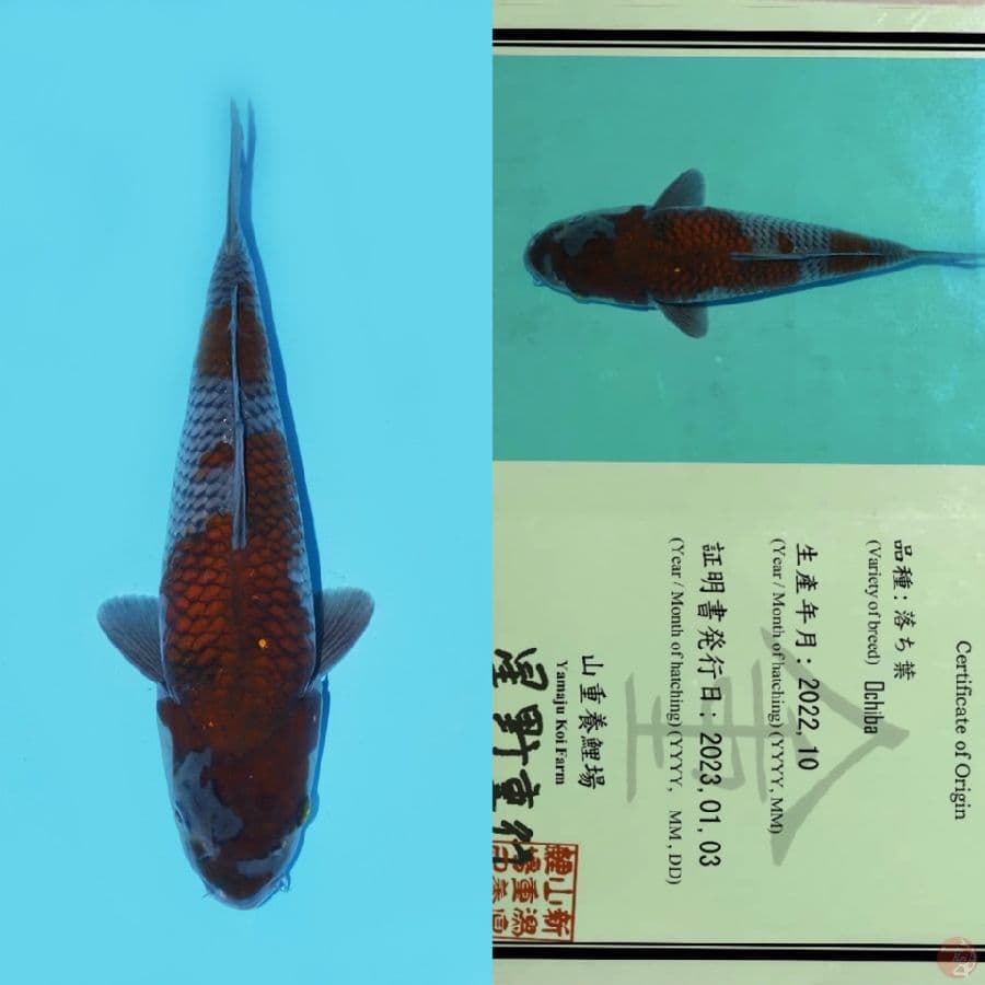 YAMAJU OCHIBA SHIGURE SQ 31CM