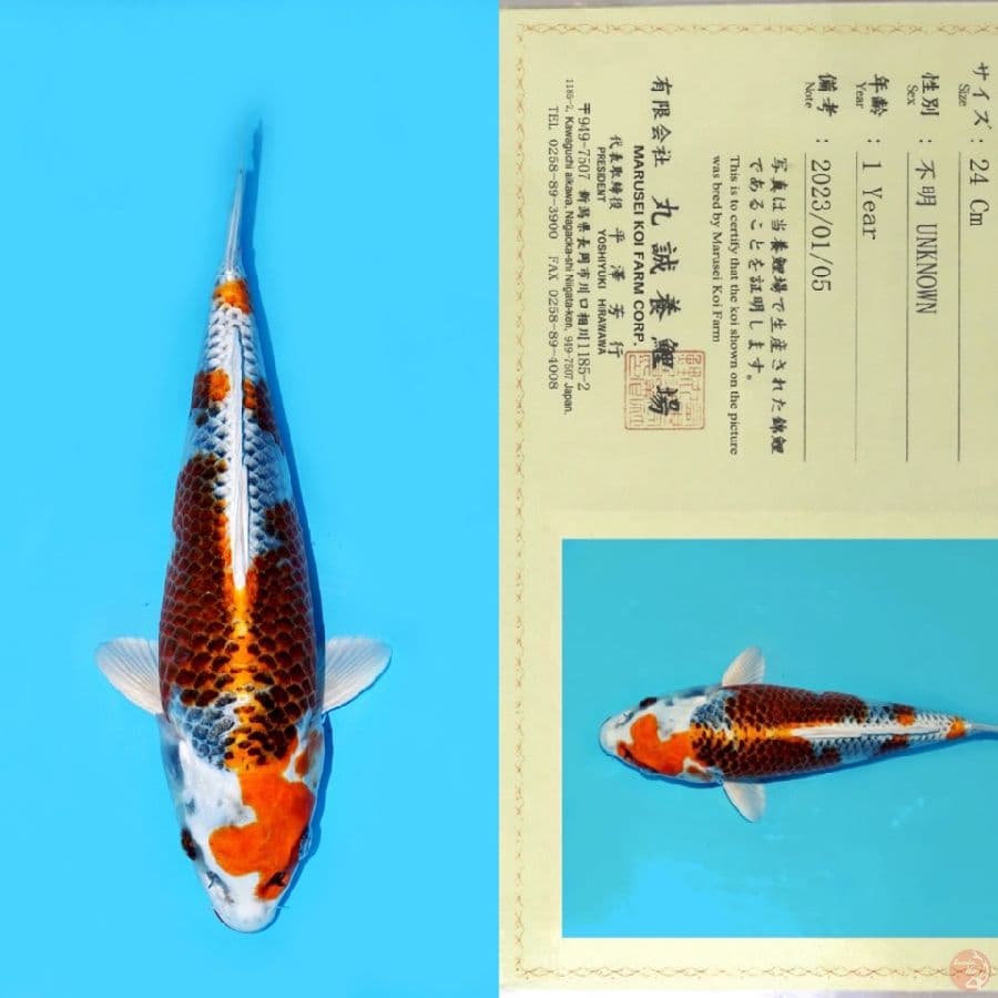 MARUSEI SANDAN KUJAKU HQ 32CM