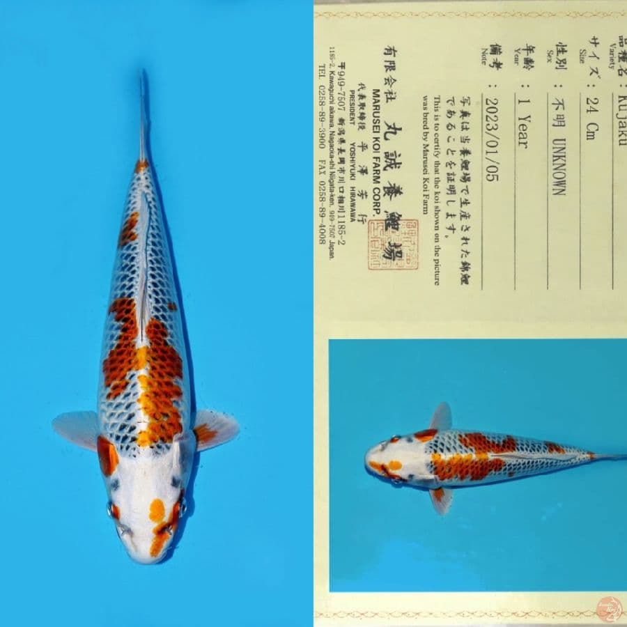 MARUSEI KUJAKU SAKURA SQ 32CM