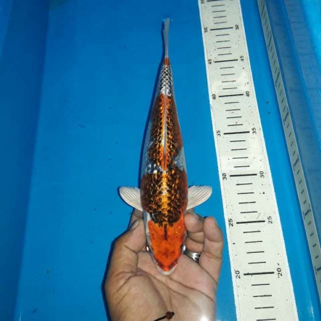 Benigingga full ginrin