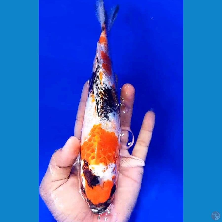ki kin showa 25 cm