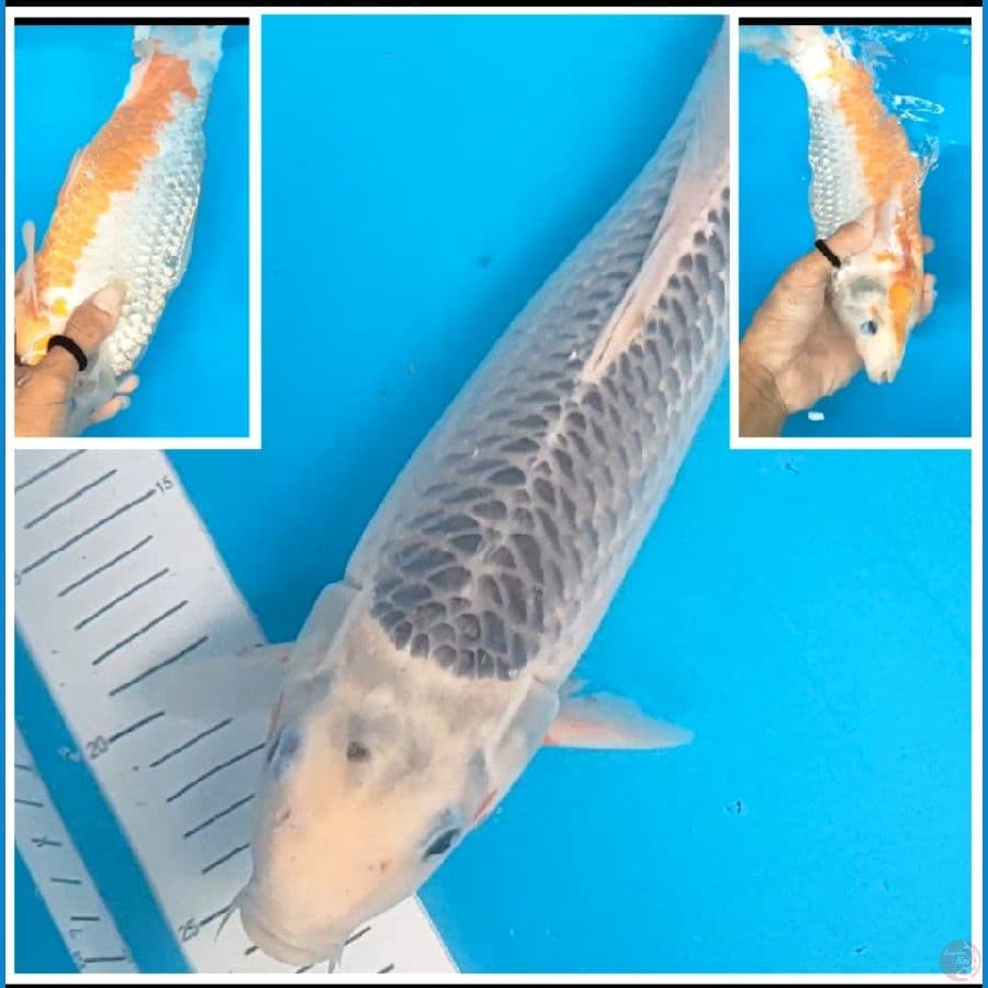 asagi 36 cm