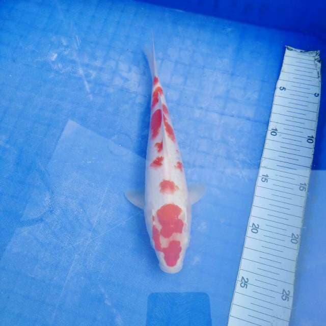 Maruten kohaku ori