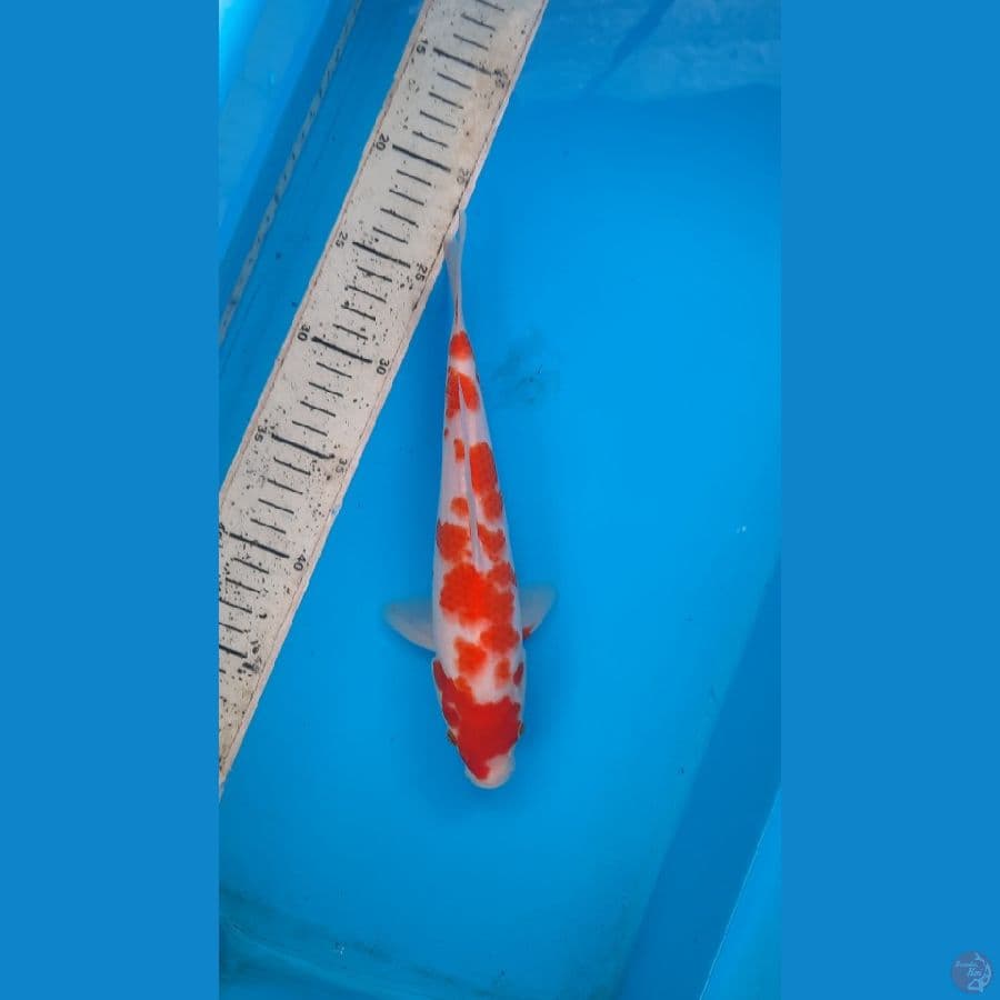 kohaku