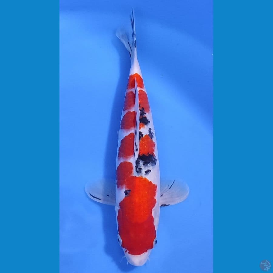SANKE HQ BAHAN BAGUS ~31cm/Male~