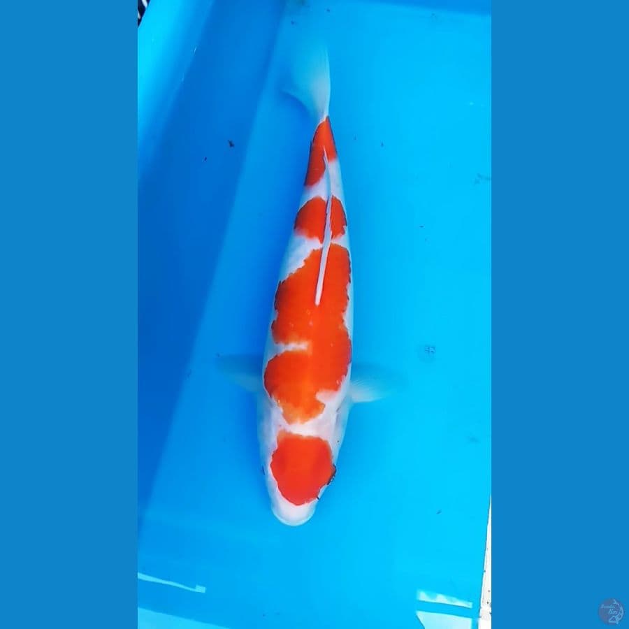 MARUTEN KUHAKU 34 CM / F
