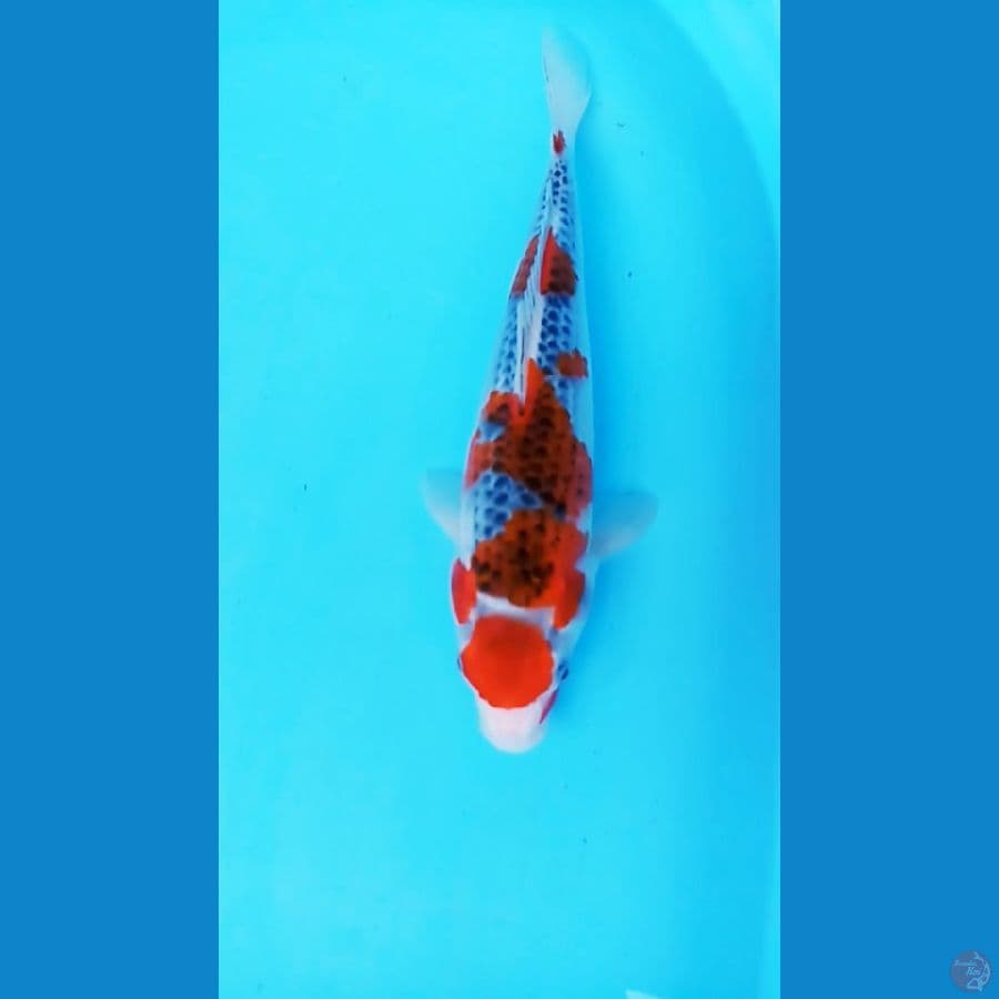 MARUTEN GOSHIKI 34 CM / F