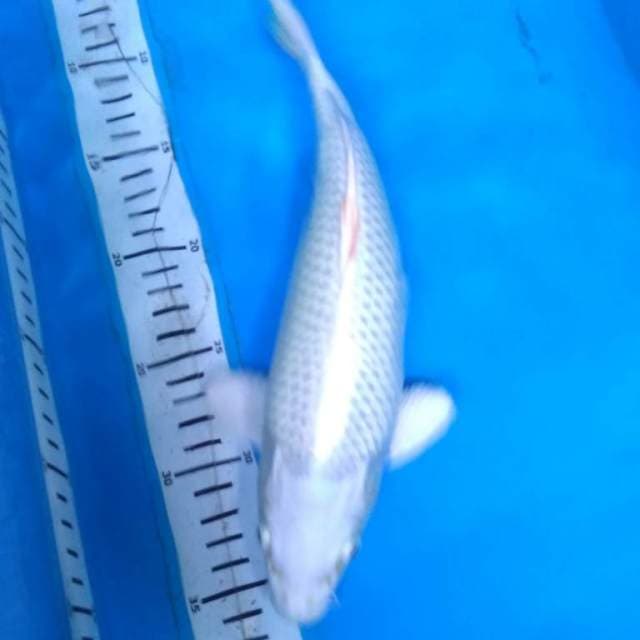 PLATINUM BODY MONTOK 30 cm