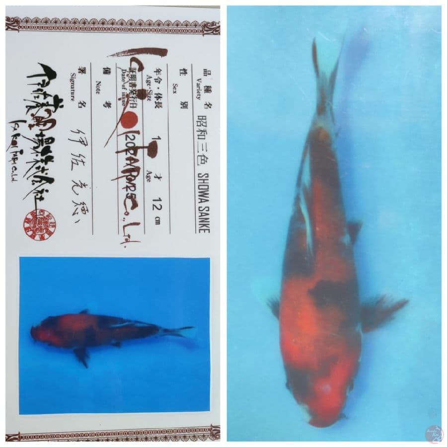 SHOWA PUNUK SERTI ISA 30CM