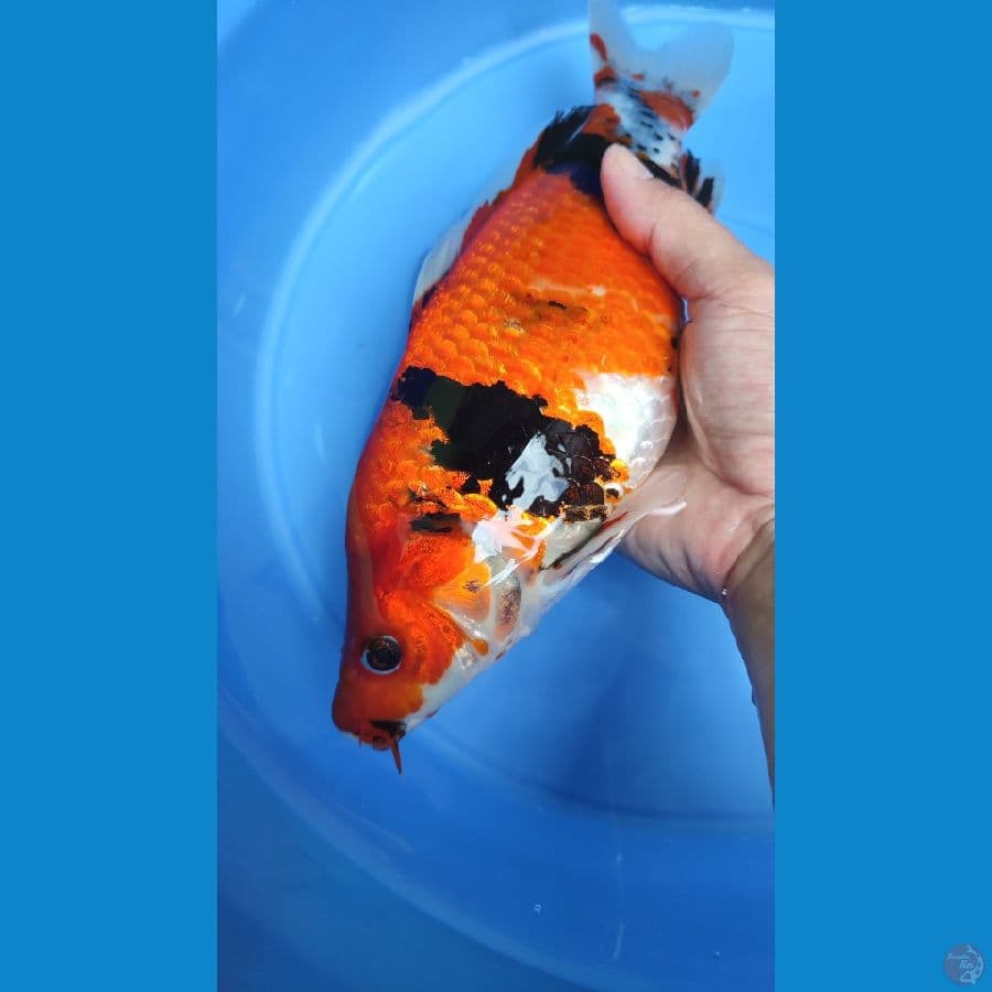 SHOWA PUNUK SERTI ISA 30CM