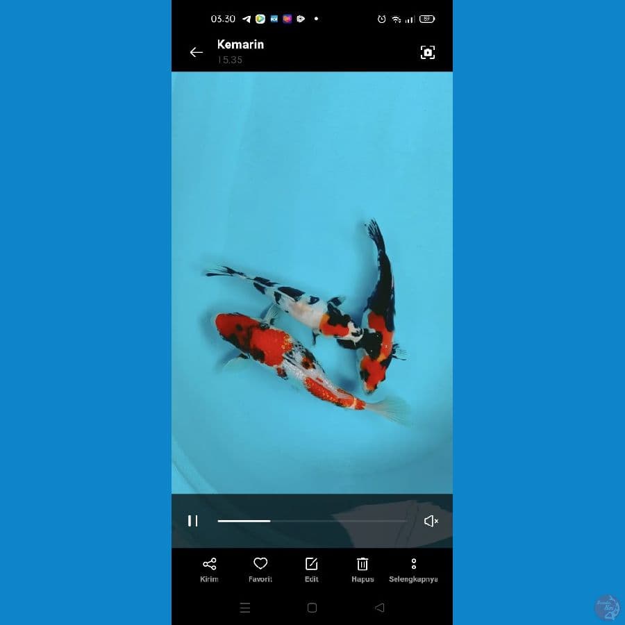 koi mix
