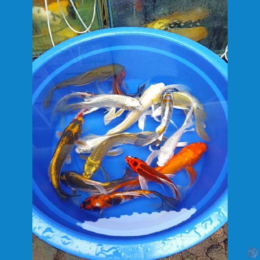 kumpay mix 16 ekr bonus 1