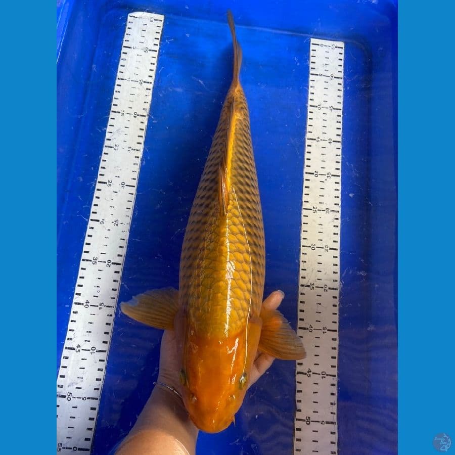 cagoi jumbo 48 ~v5