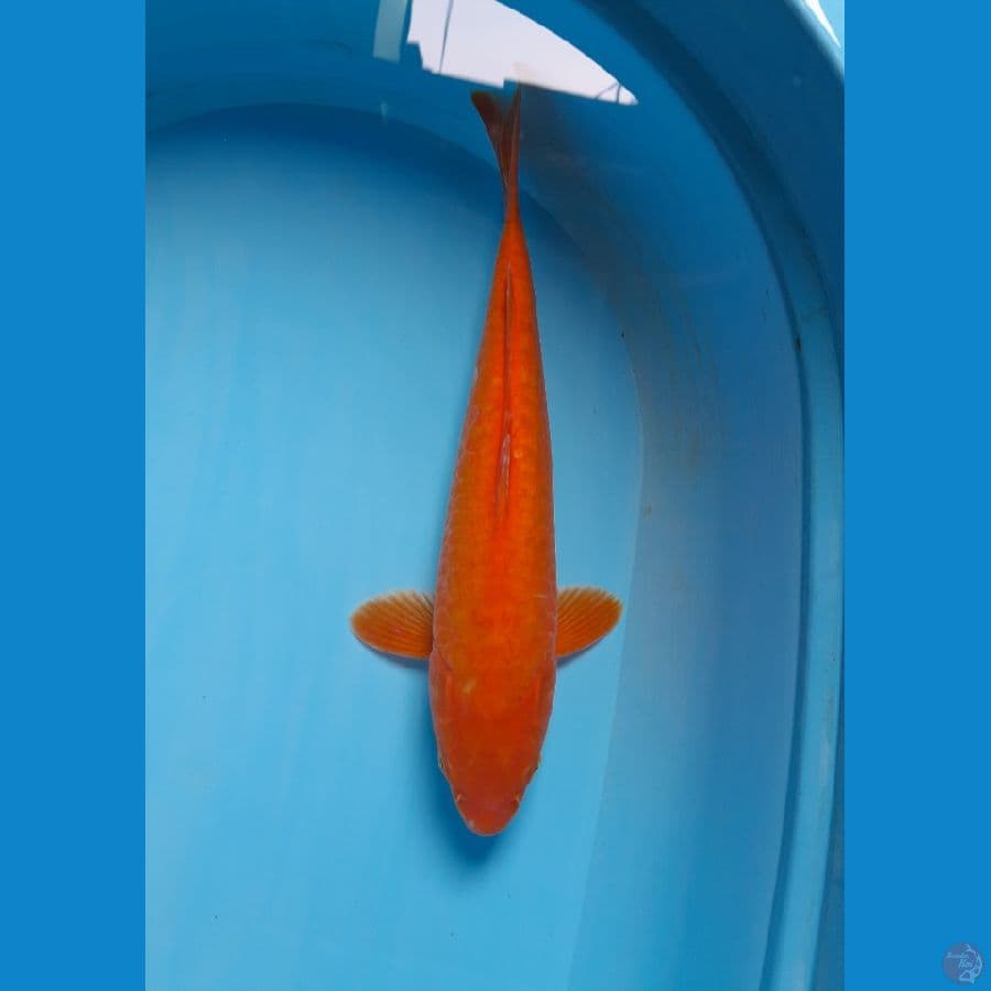 red karashi full aragoke MM 35 cm