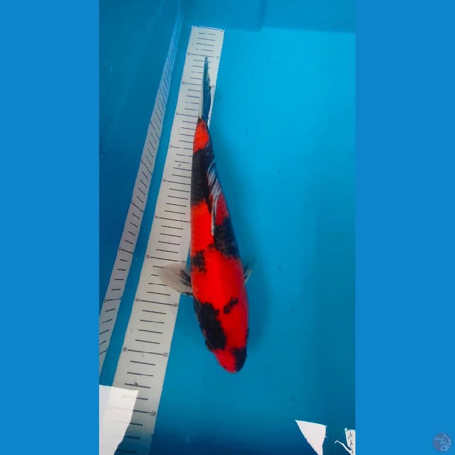 hi showa 36 cm jantan