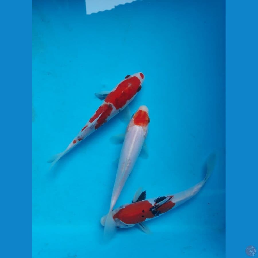 15cm