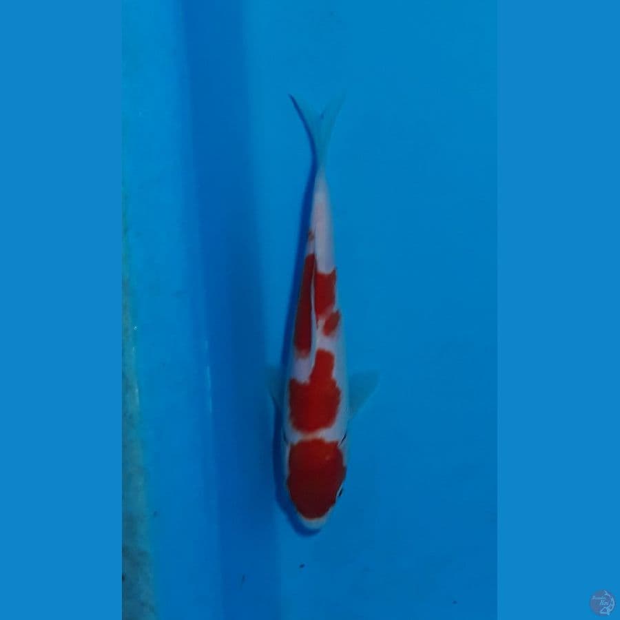 HQ 17cm sisik