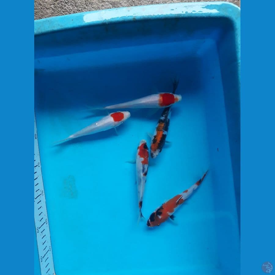 15cm mix