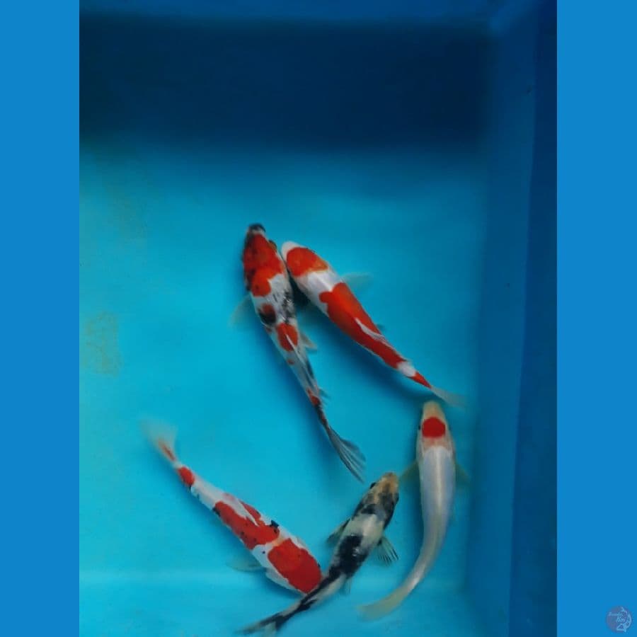 mix 16cm