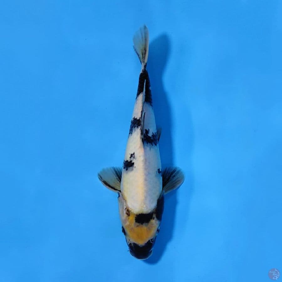 SHIRO UTSURI 25CM FEMALE