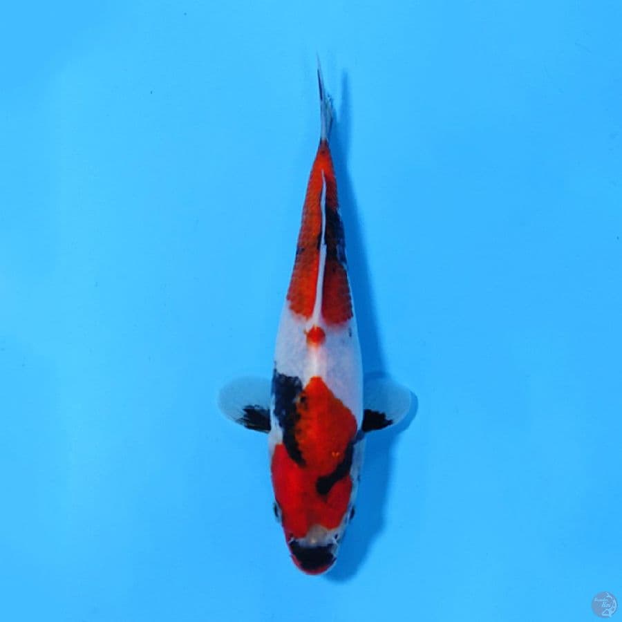 SHOWA NIDAN MOTOGURO 18CM MALE