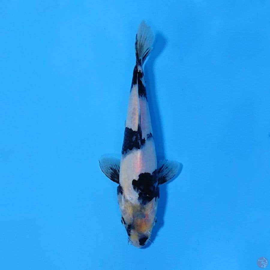SHIRO UTSURI 20CM FEMALE