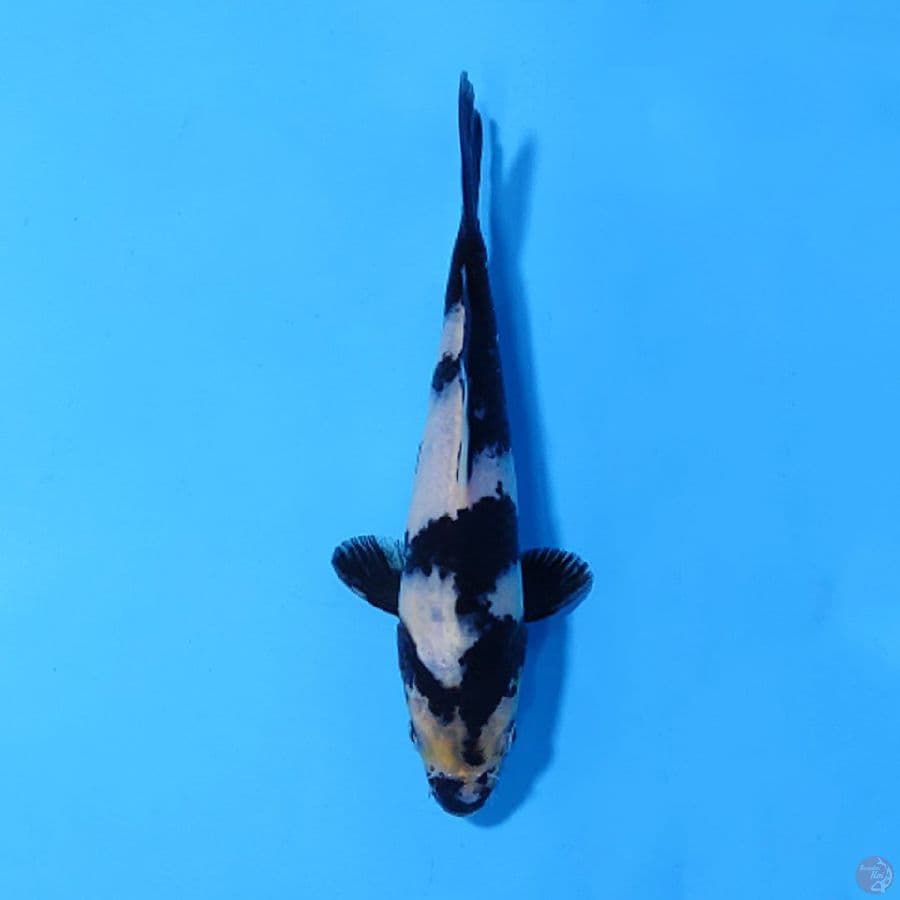 SHIRO UTSURI SUMI PEKAT 17CM UNCHEK