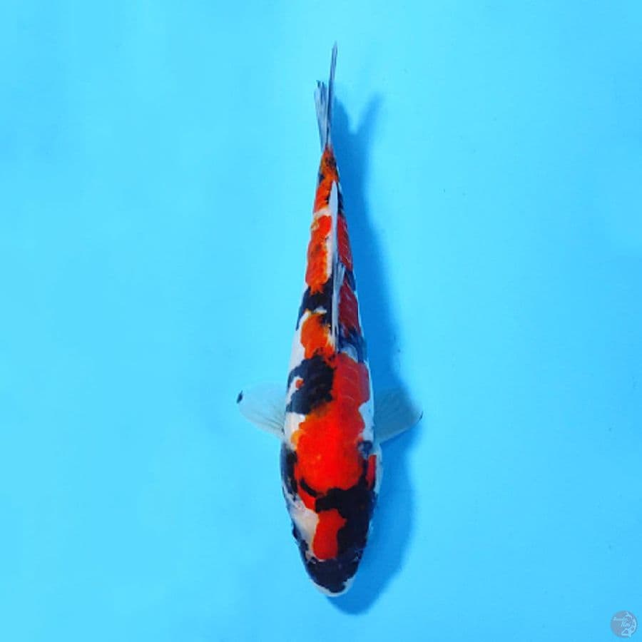 DOITSU SHOWA 18CM UNCHEK