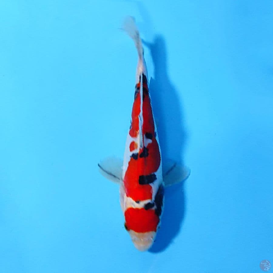 MARUTEN DOITSU SANKE SQ 15CM UNCHEK
