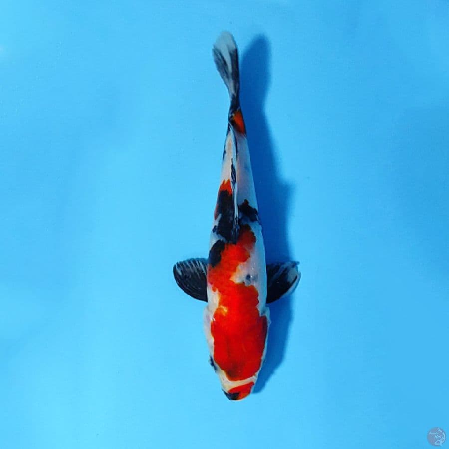RED KINDAI SHOWA 20cm UNCHEK