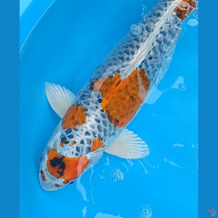 Indukan Kujaku hikari tebal 48 cm
