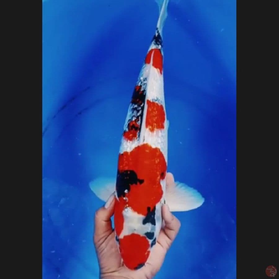 ( 44CM ) SHOWAGINRIN ISTIMEWA - MALE