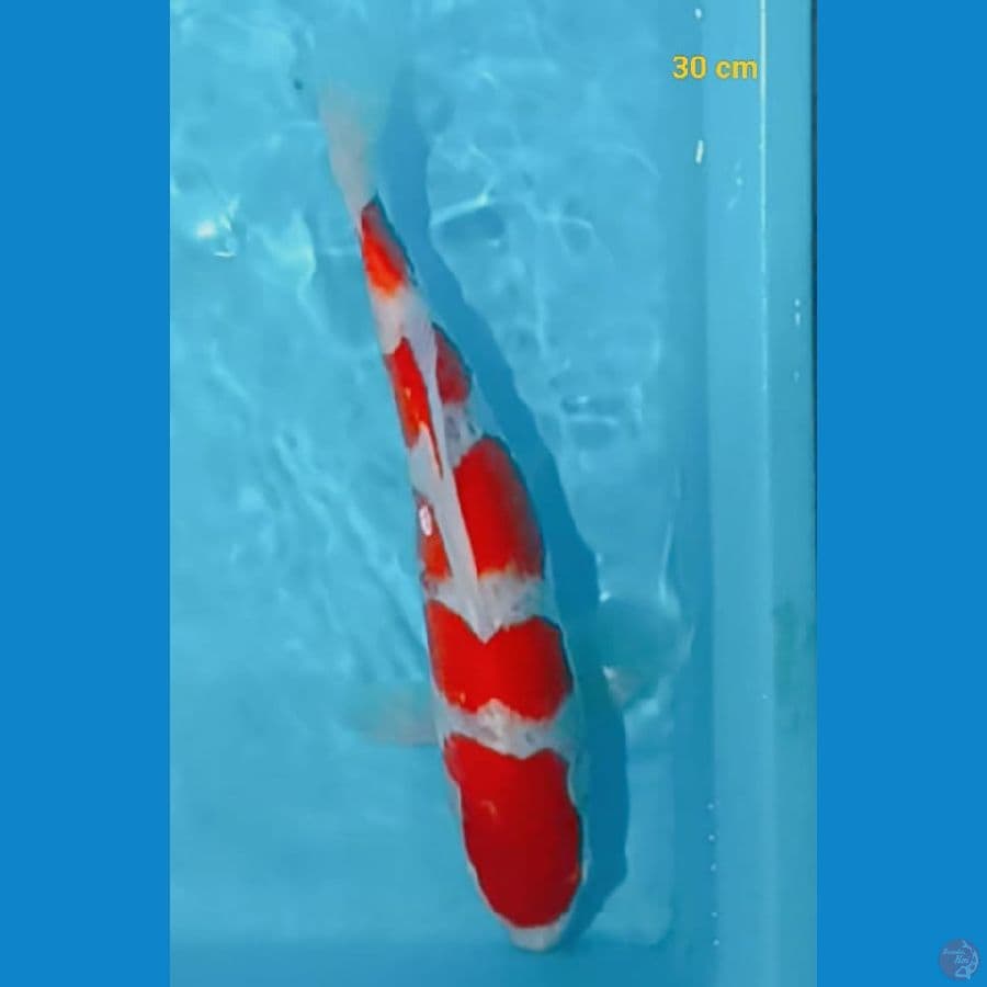 Kohaku 30 cm