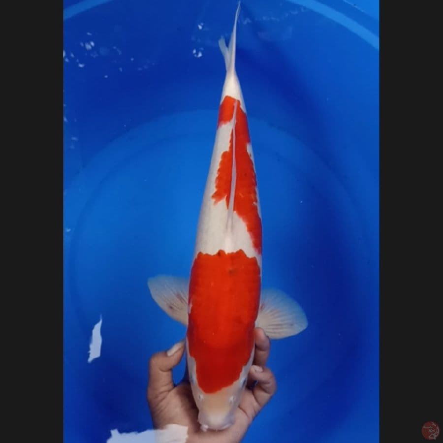 ( 46CM ) AI GOROMO MANTAP - MALE
