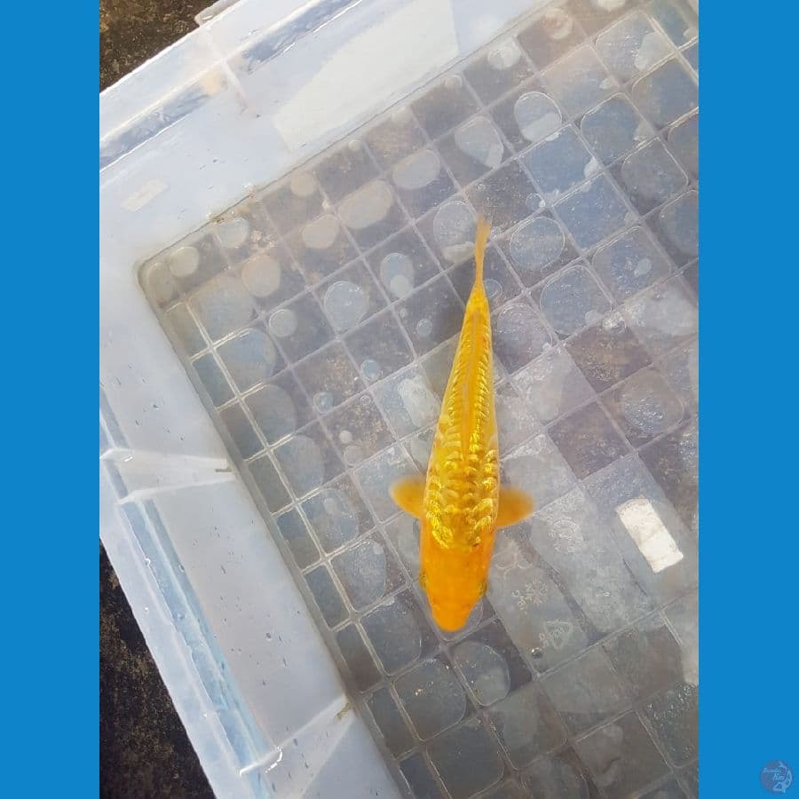 Karamel aragoke ginrin 20cm male ready show