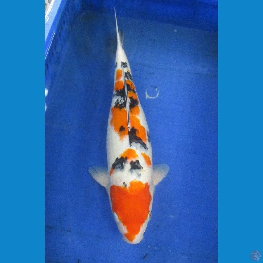 sanke ±45cm