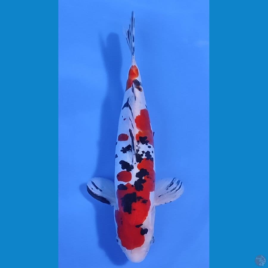 SANKE DOITSU HQ ~30cm/Male~