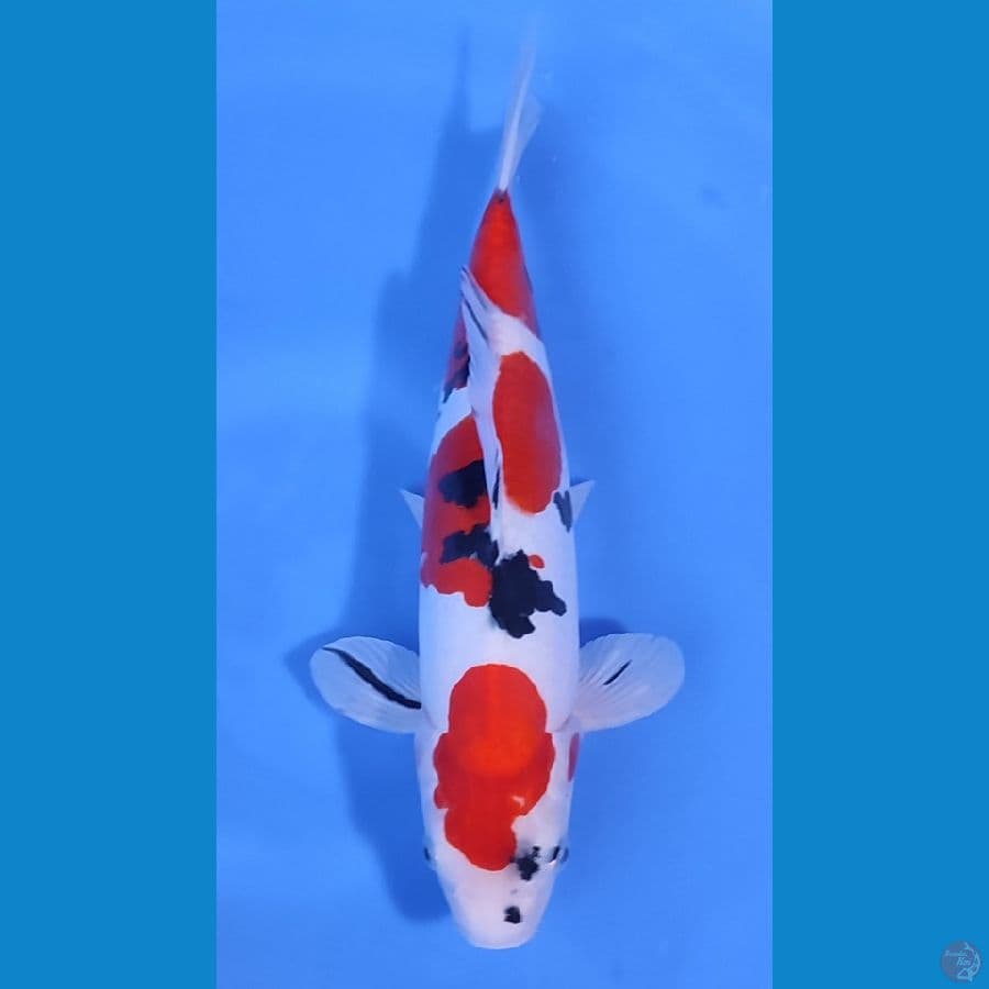 SANKE DOITSU BAKAT JUMBO ~31cm/Feemale~