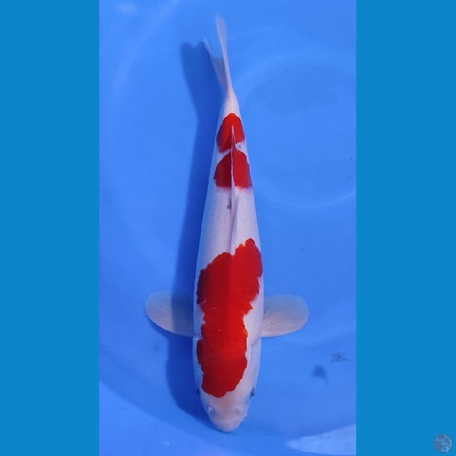 SANDAN KOHAKU ~40cm/Feemale~