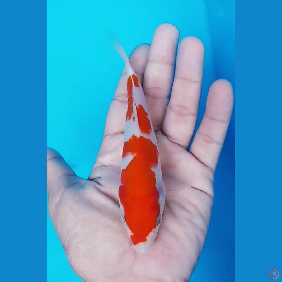 BABY KUHAKU HQ 14 CM