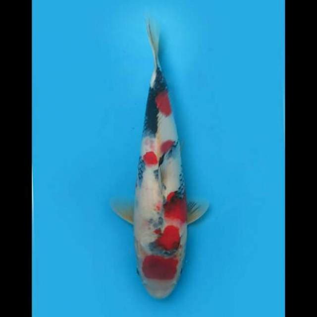 36cm Female - Red Kindai Showa