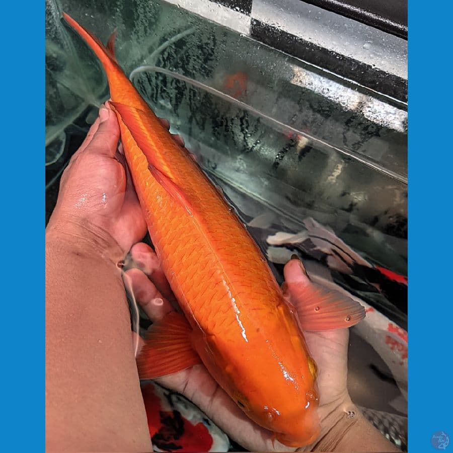CARAMEL MANGGO GOOD fukurin 43cm MALE