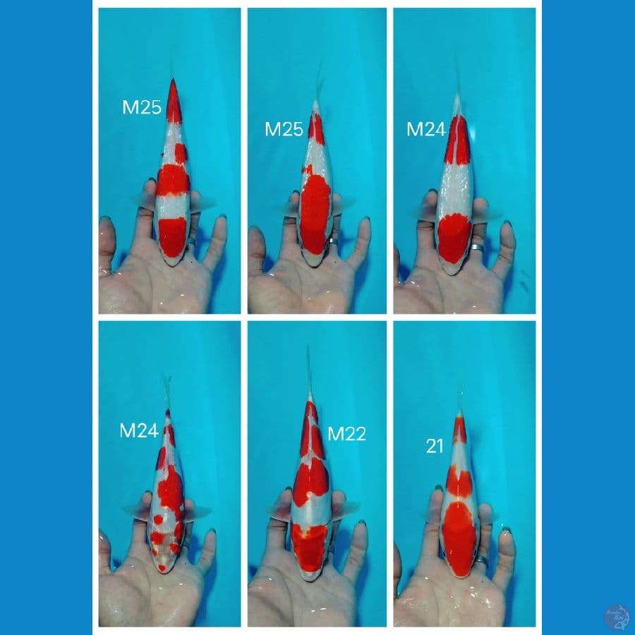 minion kohaku sq/hq tinggal penggemukan saja.