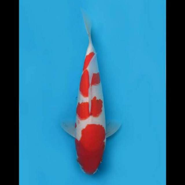33cm Female - Sanke Tategoi Good Patern