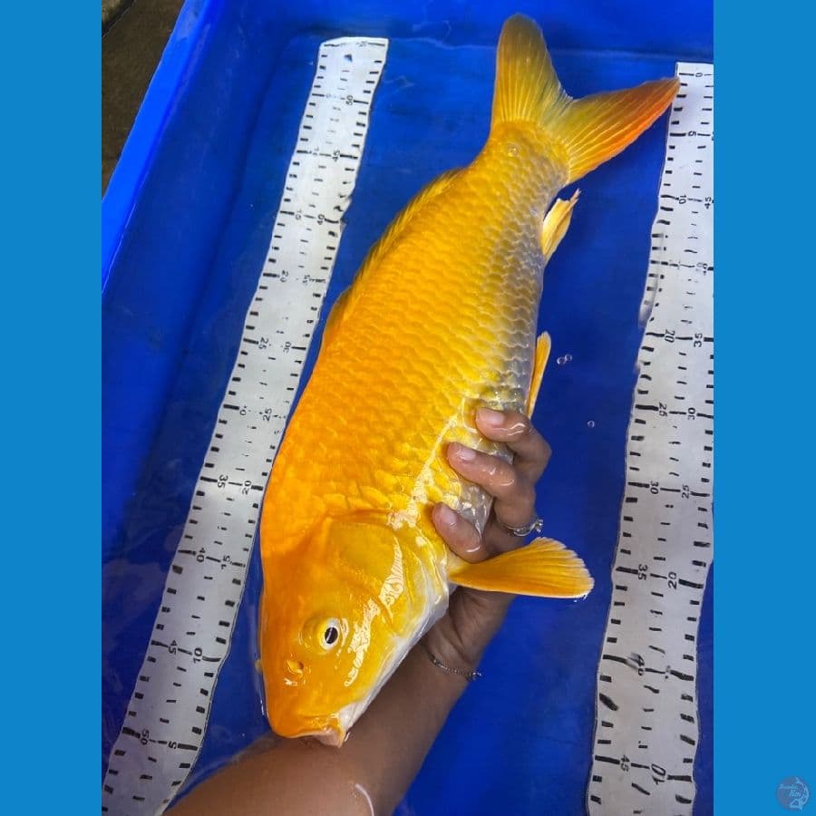 karashi 44 punuk~v4