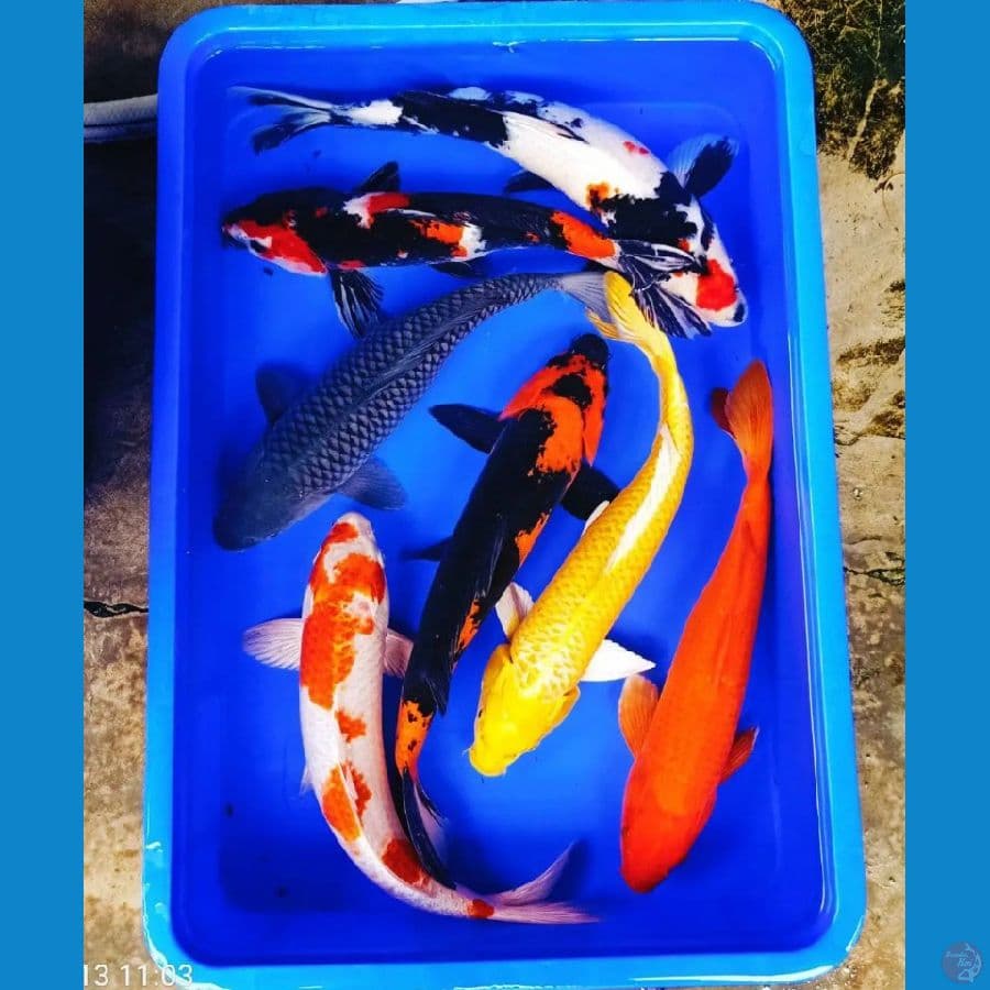 40an cm mix 7ekor jozz beda jenis