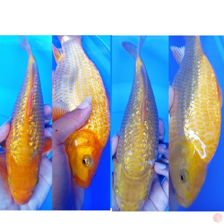 karasi red karasi punuk unta sz 23-24