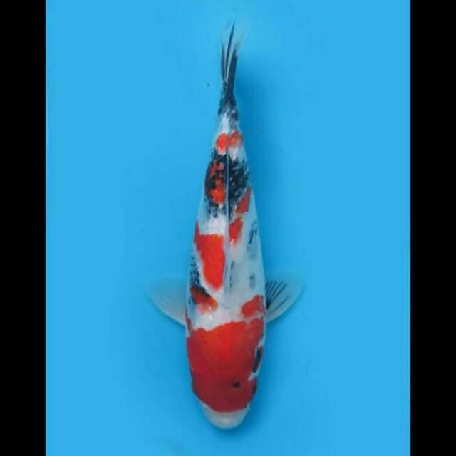 31cm Female - Kindai Showa Full Ginrin